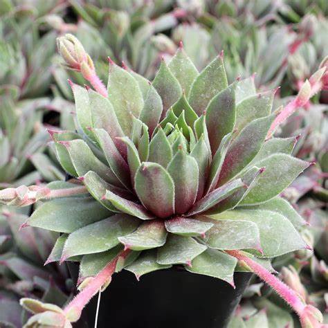 Chick Charms 'Lemon Waves' Hens & Chicks, 4" Pot Live Plant