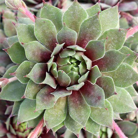 Chick Charms 'Lemon Waves' Hens & Chicks, 4" Pot Live Plant