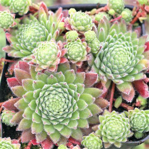 "Wendy" Succulent Hen and Chicks Sempervivum Plant - 4" Pot