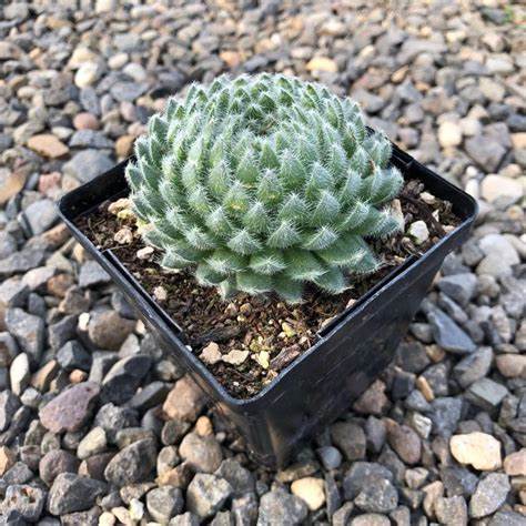 Sempervivum 'Borisii' Hens & Chicks, 4" Pot Live Plant