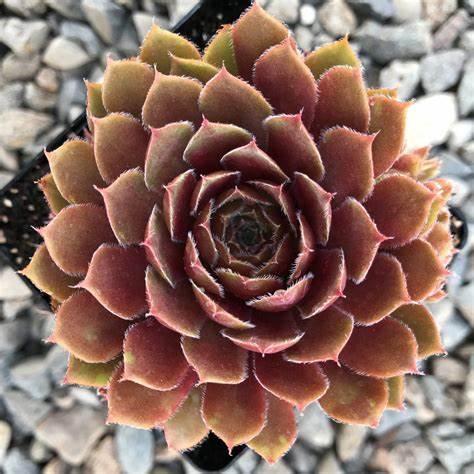 Sempervivum 'Rojin' Hens & Chicks, 4" Pot Live Plant