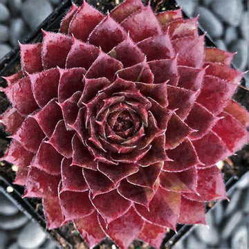 Sempervivum 'Rojin' Hens & Chicks, 4" Pot Live Plant