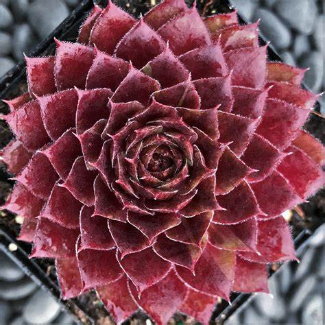 Sempervivum 'Rojin' Hens & Chicks, 4" Pot Live Plant