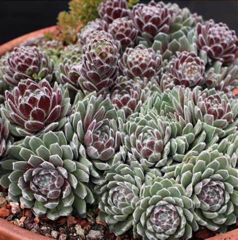 Sempervivum 'Pacific Plum Fuzzy' Chicks & Hens, 4" Pot Live Plant