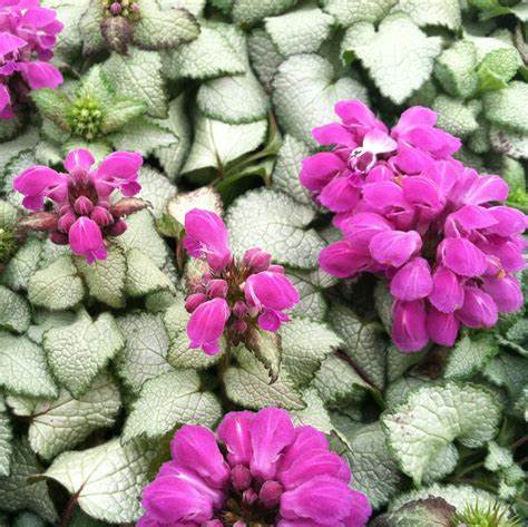 Lamium 'Beacon Silver' Dead Nettle, 4" Pot Live Plant