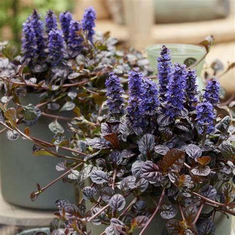 Ajuga Feathered Friends 'Fierce Falcon', 4" Pot Live Plant