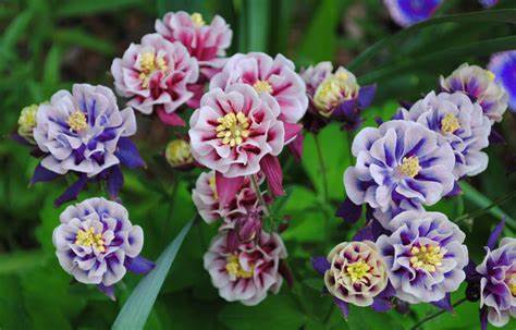 Winky Double Mix Columbine - Bicolor Aquilegia Plants - 1 gallon pot