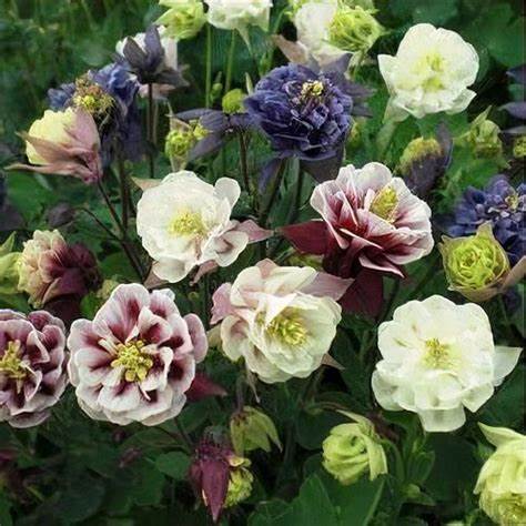 Winky Double Mix Columbine - Bicolor Aquilegia Plants - 1 gallon pot
