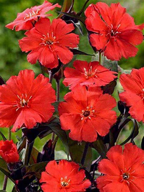 Lipstick Lychnis Flowering Plant - 1 quart pot