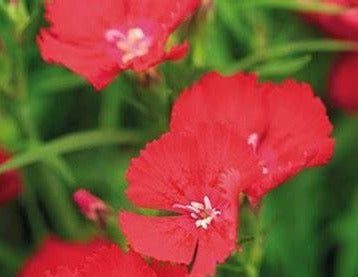 Tyra Dianthus Plant - aka Carnation or Sweet William - by Dianthus Beauties™ - 1 gallon pot