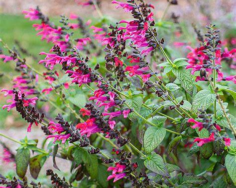 Salvia 'Amante' Plant | Fuchsia Hummingbird Sage | Salvia guaranitica Hybrid