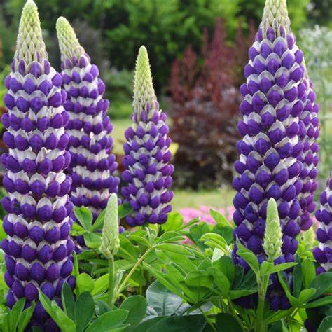 Blacksmith Lupine - Purple Lupinus Polyphyllus Plant by Westcountry™ - 2 gallon pot