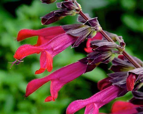 Salvia 'Amante' Plant | Fuchsia Hummingbird Sage | Salvia guaranitica Hybrid