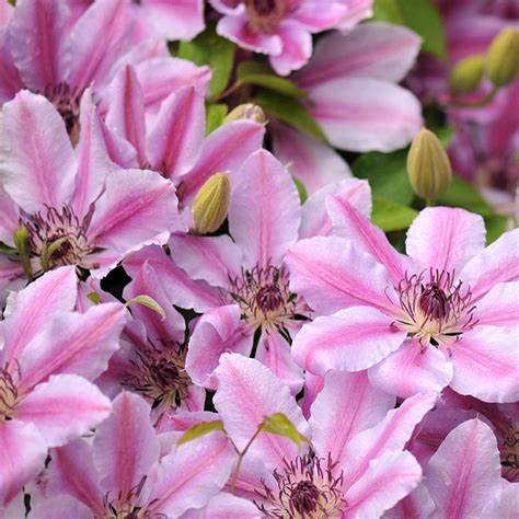 Nelly Moser Clematis Plant - 1 gallon pot