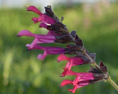 Salvia 'Amante' Plant | Fuchsia Hummingbird Sage | Salvia guaranitica Hybrid
