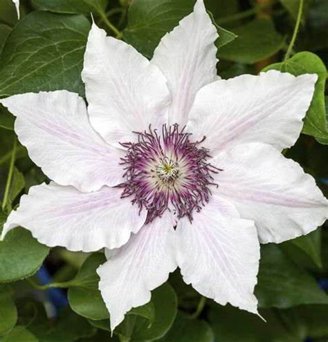 Snow Queen Clematis Climbing Vine Plant - 1 gallon pot