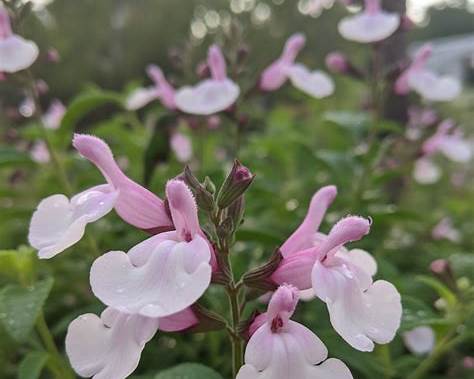 Soft Pink Sage Plant | Salvia greggii | Pink Flowering Hummingbird Perennial