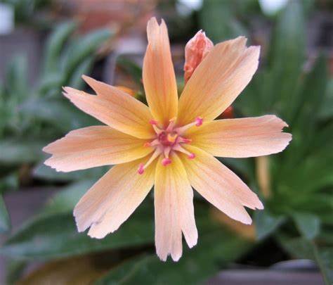 Little Peach Lewisia Plant - 1 quart pot