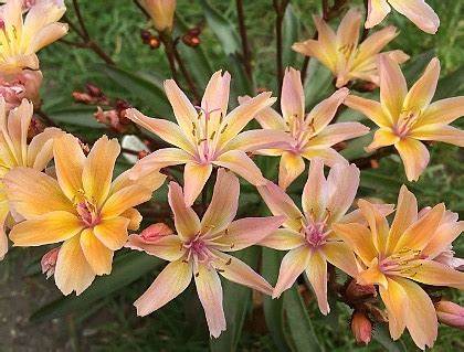 Little Peach Lewisia Plant - 1 quart pot