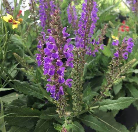 Blue By You Meadow Sage Rebloomer Salvia Plant - 1 gallon pot