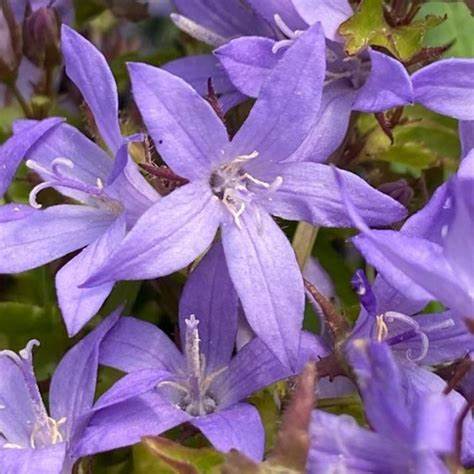 Serbian Bellflower - Campanula Poscharskyana Plant - 1 quart pot