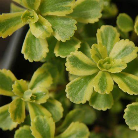 Sedum 'Cutting Edge' Stonecrop, 4" Pot Live Plant