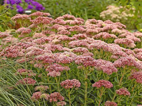 Sedum 'Autumn Fire' Stonecrop, 1 Gallon Pot Live Plant