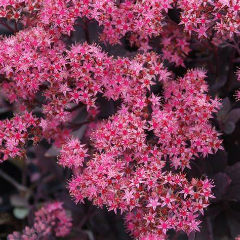 Plum Dazzled Succulent - Stonecrop Sedum Succulent Plant by SunSparkler® 4 inch pot