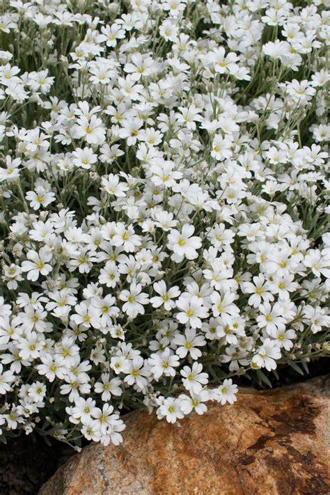 Snow in Summer Chickweed - Mouse Ear Cerastium Plant - 4" pot
