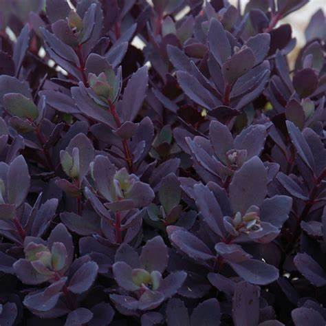 Sedum SunSparkler 'Plum Dazzled' Stonecrop, 4" Pot Live Plant