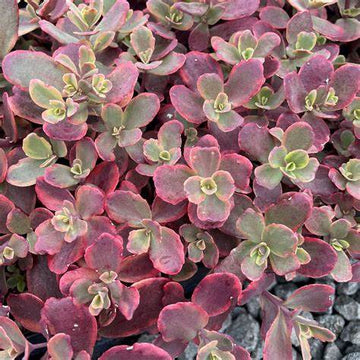 Sedum SunSparkler 'Wildfire' Stonecrop, 4" Pot Live Plant