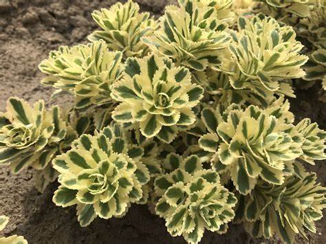 Sedum 'Atlantis' Stonecrop, 4" Pot Live Plant