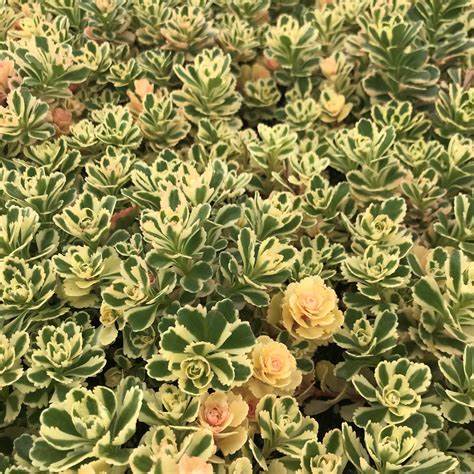 Sedum 'Atlantis' Stonecrop, 4" Pot Live Plant