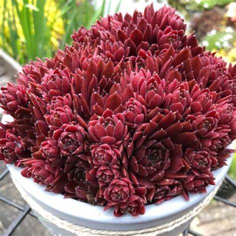 Coral Red Succulent - Hens & Chicks Sempervivum Plant by Colorockz®  - 4 inch pot