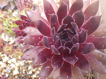 Pacific Knight Succulent - Hens & Chicks Sempervivum Plant - 4 inch pot