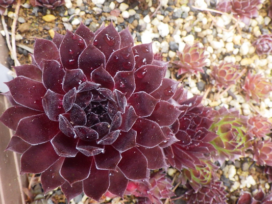 Pacific Knight Succulent - Hens & Chicks Sempervivum Plant - 4 inch pot