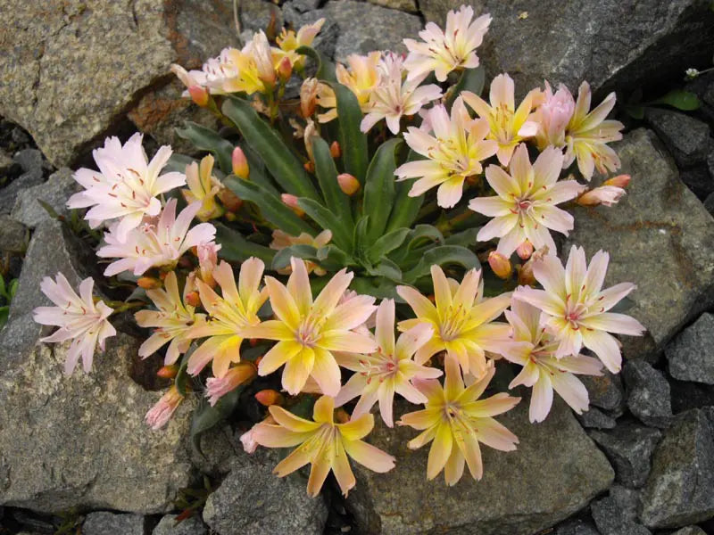 Little Peach Lewisia Plant - 1 quart pot