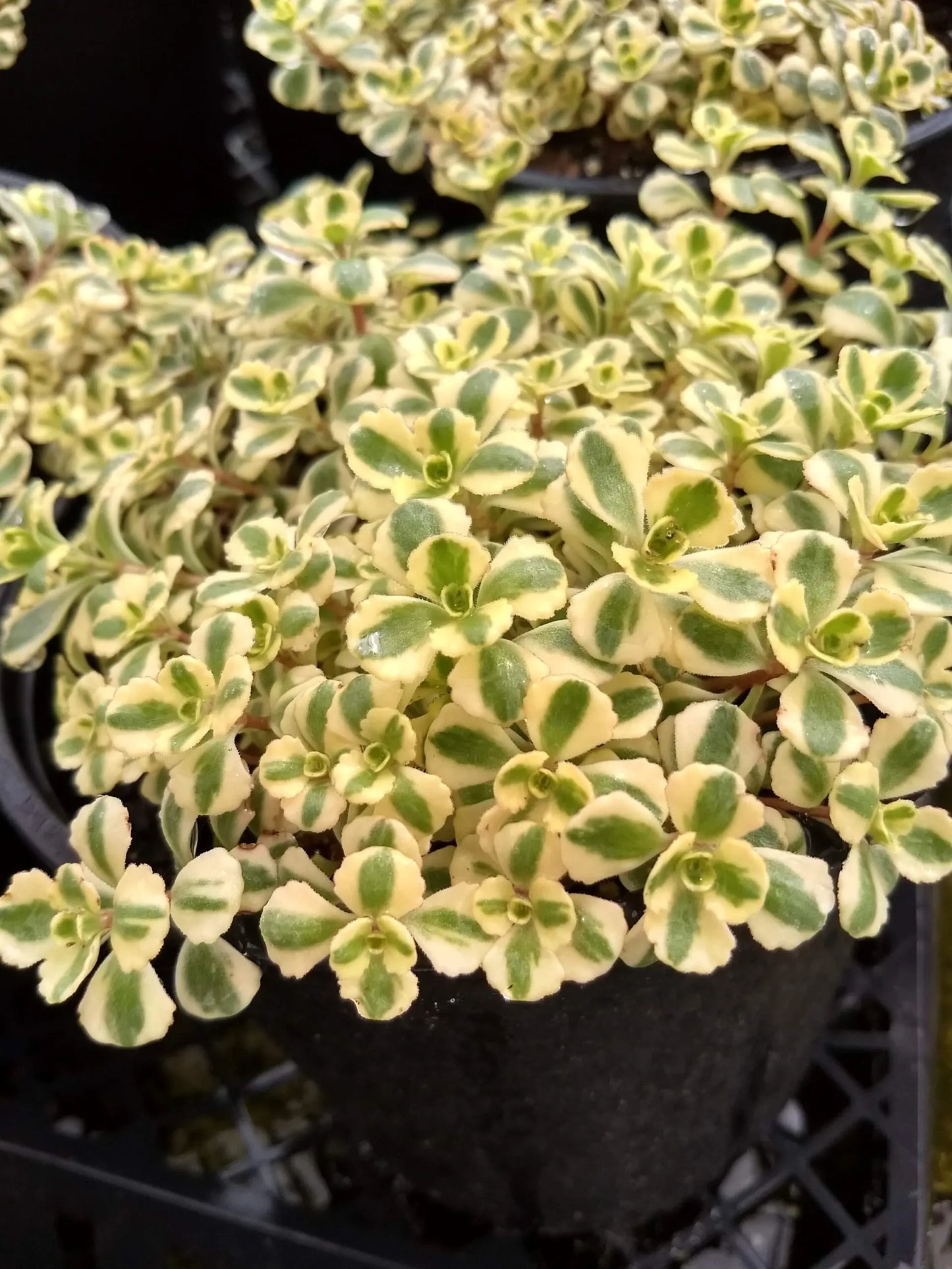 Sedum 'What A Doozie' Stonecrop, 4" Pot Live Plant