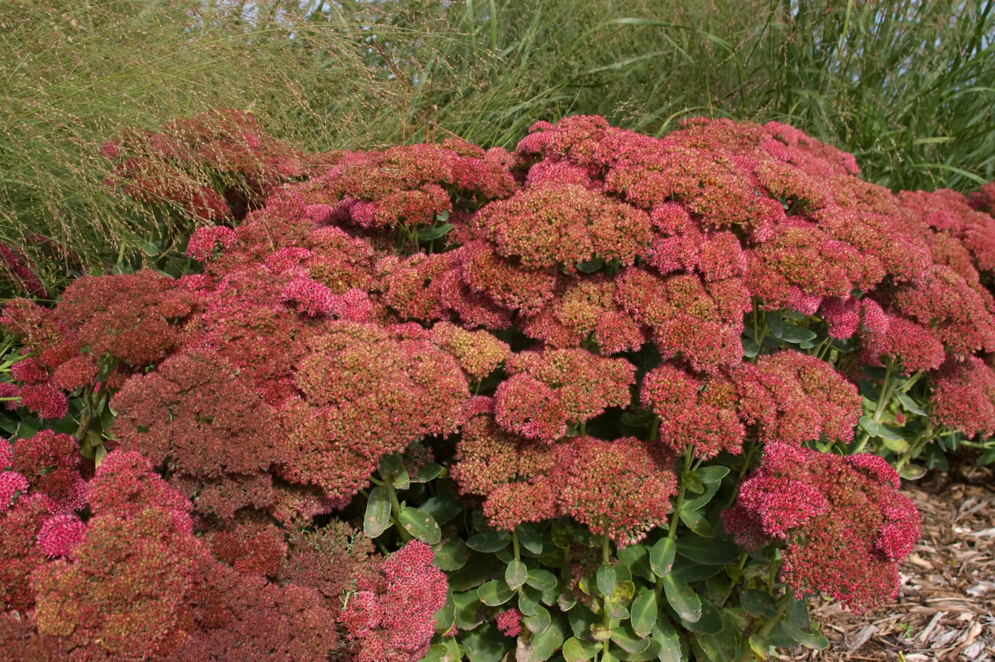 Sedum 'Autumn Fire' Stonecrop, 1 Gallon Pot Live Plant