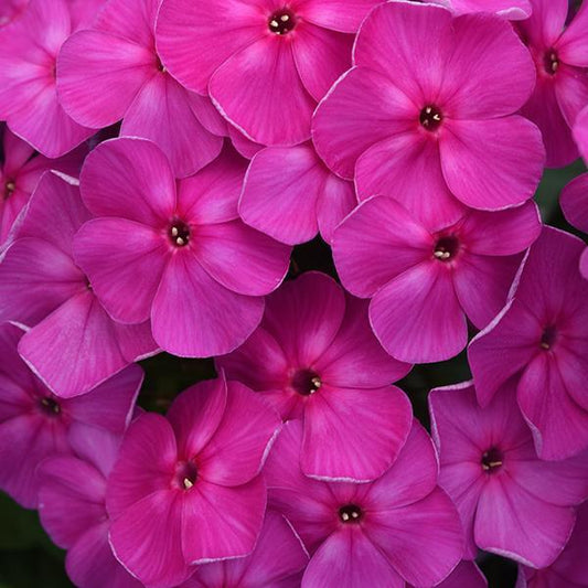 Known as the Garden Phlox these fuchsia colored flowers attracts bees, butterflies,and hummingbirds but are Rabbit Resistant. They bloom from late spring to late summer. 