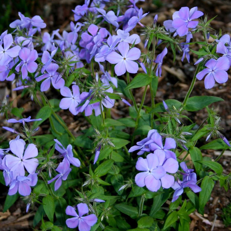 Blue Moon Woodland Phlox creates a creeping mat that keeps out weeds. It gradually multiplies by rhizomes and spreading stems that root at the nodes. To deter spreading, simply cut back the flowers as they fade and keep the plant trimmed up. The foliage is burgundy in the colder months, providing interest in winter as well. 