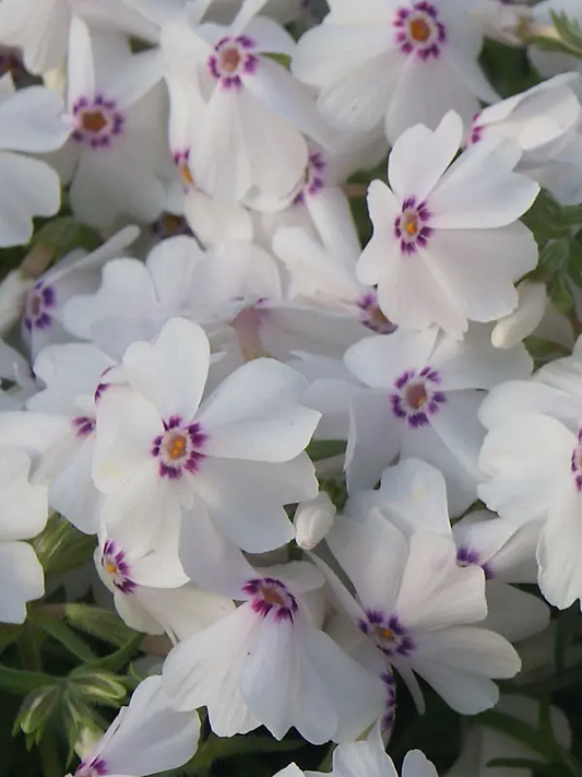 Amazing Grace Creeping Phlox - Phlox Subulata - 1 gallon pot