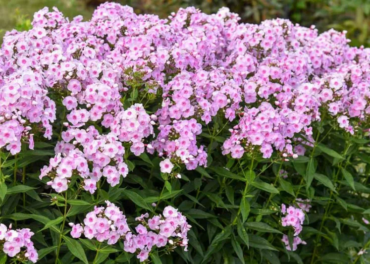 Opalescence Tall Garden Phlox Plant from the Luminary® Collection by Proven Winners™ - 1.5 gallon pot
