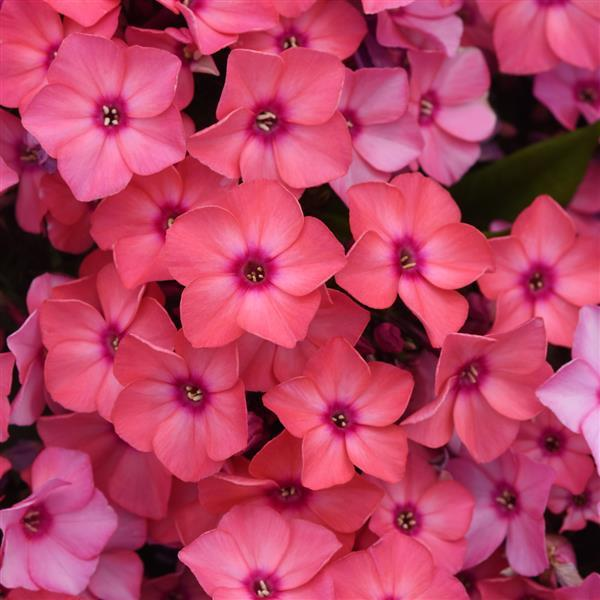 Coral Garden Phlox Plant by Super Ka-Pow™ - 1 gallon pot