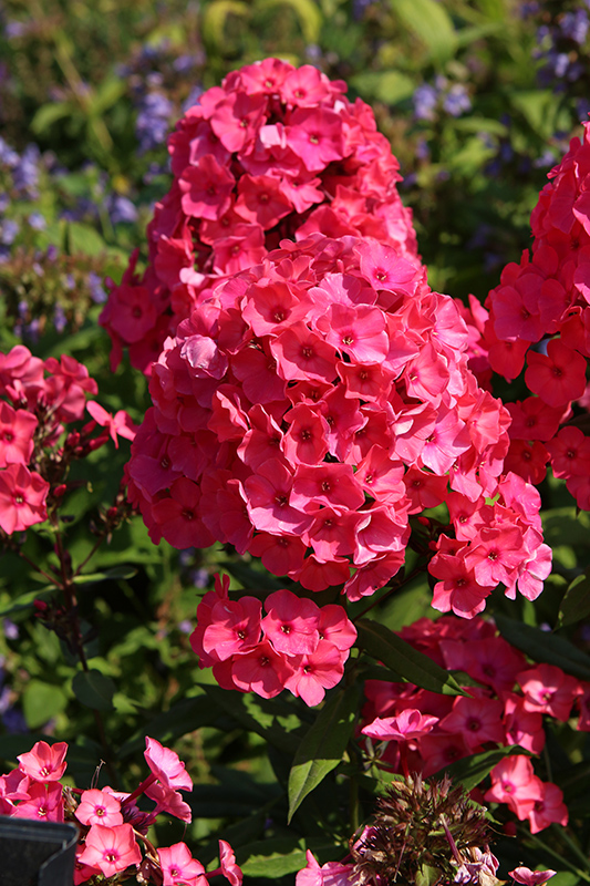 Coral Garden Phlox Plant by Super Ka-Pow™ - 1 gallon pot