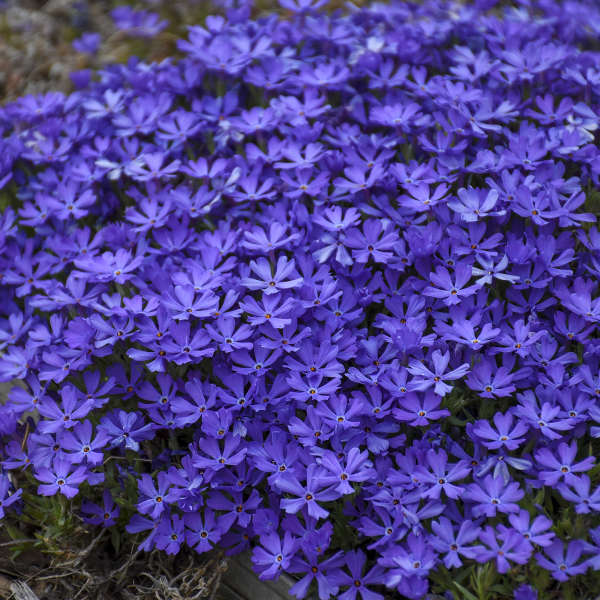 Violet Pinwheels Phlox - Phlox Hybrid - 1 gallon pot