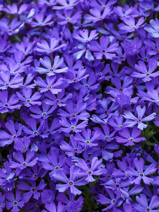 Violet Pinwheels Phlox - Phlox Hybrid - 1 gallon pot
