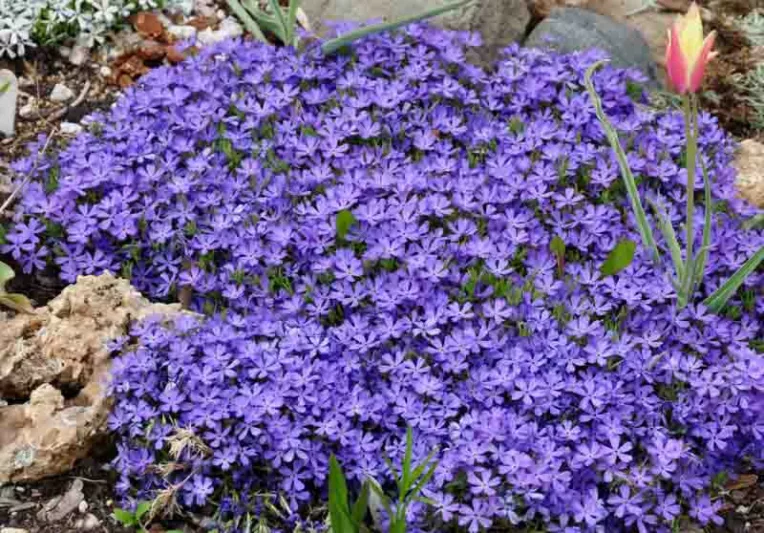 Violet Pinwheels Phlox - Phlox Hybrid - 1 gallon pot
