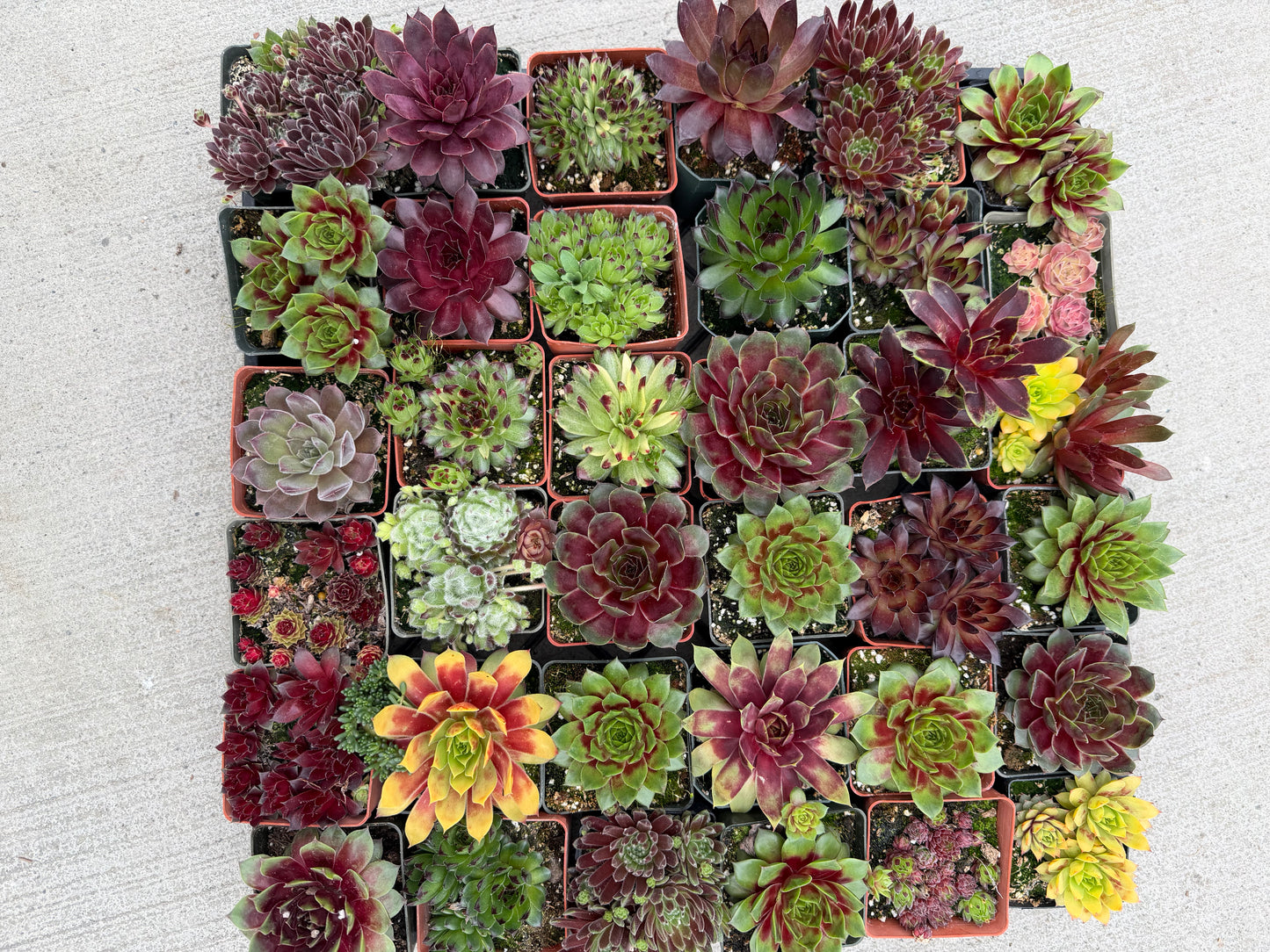 10 Pack – Hardy Sempervivum Succulents (3" Pots)