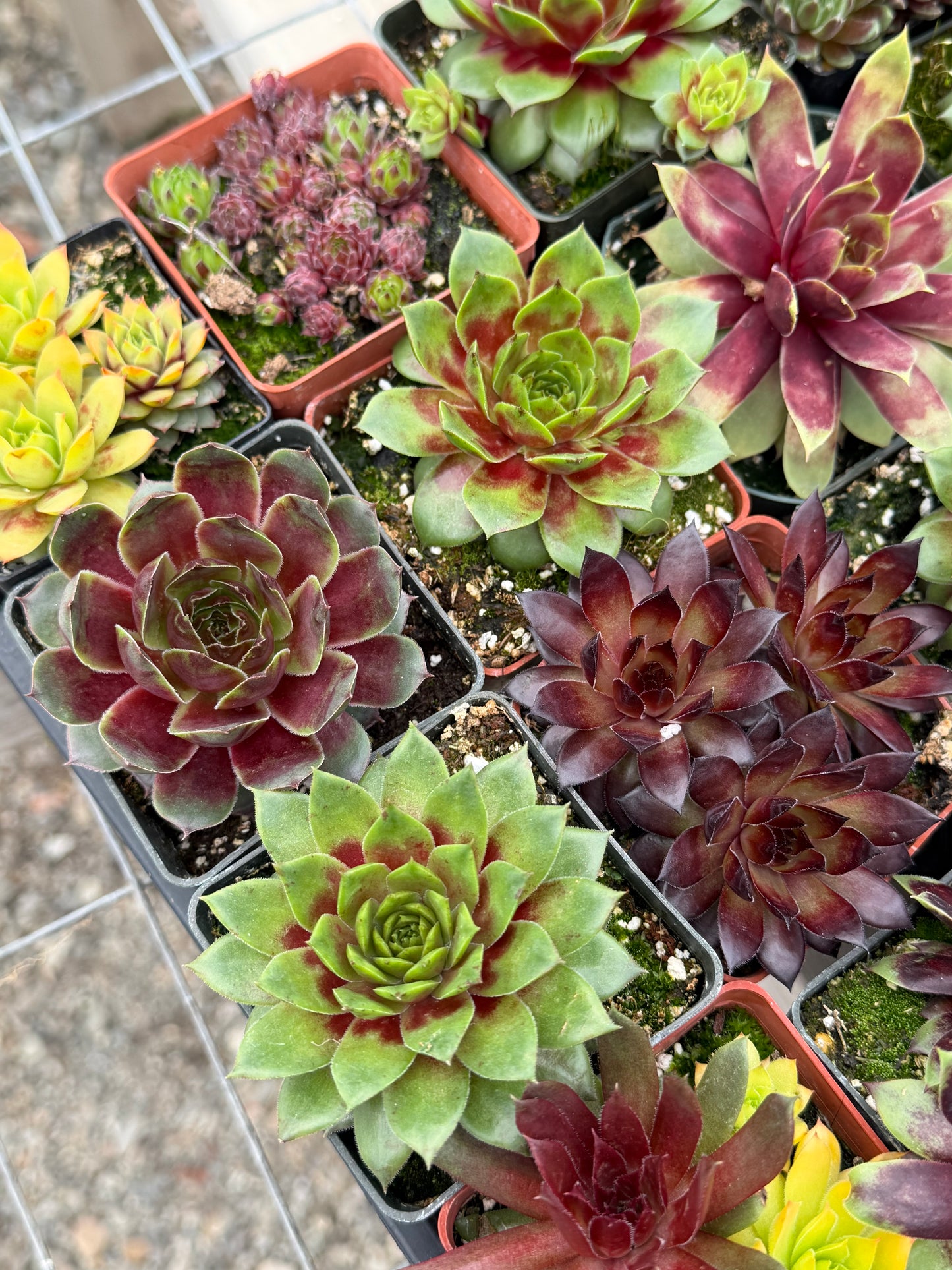 10 Pack – Hardy Sempervivum Succulents (3" Pots)